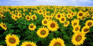 Briteside Farces Big Pharma in Prescription Cannabis Ad