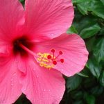 Pennsylvania Couple Sues After Getting Busted for Hibiscus Plants