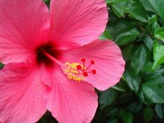 Pennsylvania Couple Sues After Getting Busted for Hibiscus Plants
