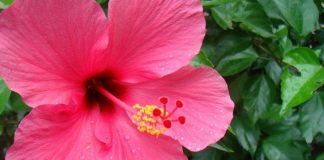 Pennsylvania Couple Sues After Getting Busted for Hibiscus Plants
