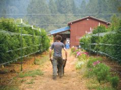 East Fork Cultivars Grows CBD-Rich Strains Outdoors East Fork Cultivars 0964 cc web