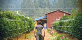 East Fork Cultivars Grows CBD-Rich Strains Outdoors East Fork Cultivars 0964 cc web