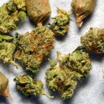 New Jersey Elects Democrat Phil Murphy as new Governor. Will Marijuana Legalization Soon Follow? Marijuana New Jersey Legalization e1510170414246