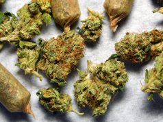 New Jersey Elects Democrat Phil Murphy as new Governor. Will Marijuana Legalization Soon Follow? Marijuana New Jersey Legalization e1510170414246