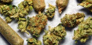 New Jersey Elects Democrat Phil Murphy as new Governor. Will Marijuana Legalization Soon Follow? Marijuana New Jersey Legalization e1510170414246