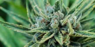 Misleading Headlines Circulate on Supposed Child Marijuana “Overdose” shutterstock 682743157