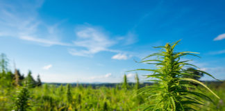 Texas Town Legally Growing Marijuana texas marijuana