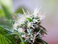 Cannabis Flower Bulk Prices Higher in Medical than Adult-Use Markets