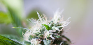 Cannabis Flower Bulk Prices Higher in Medical than Adult-Use Markets