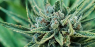 CLS Holdings USA, Inc. (CLSH: OTCQB) | CLS Holdings USA Executes Definitive Agreement to Acquire Vertically Integrated Nevada Cannabis Operator Screen Shot 2017 12 05 at 12.26.56 PM