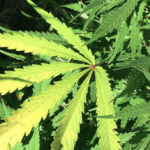 Cannabis Industry Group Partners with Latino Community Advocates to Educate About Cannabis Laws and Non-Citizens