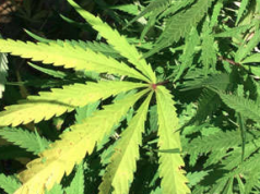 Cannabis Industry Group Partners with Latino Community Advocates to Educate About Cannabis Laws and Non-Citizens