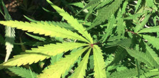 Cannabis Industry Group Partners with Latino Community Advocates to Educate About Cannabis Laws and Non-Citizens