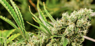 Best in Class Technology Partnership Brings Convenient Consumer Shopping and Innovative and Effective Loyalty Marketing Solutions to Dispensaries