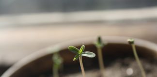 Pew Trust Comments on Testing for Tainted Marijuana