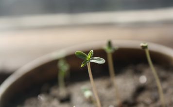 Pew Trust Comments on Testing for Tainted Marijuana