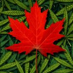 Canadians Spend About as Much on Marijuana as They do on Wine shutterstock 559360924 e1513802908705