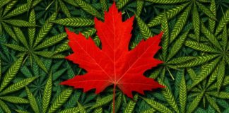 Canadians Spend About as Much on Marijuana as They do on Wine shutterstock 559360924 e1513802908705