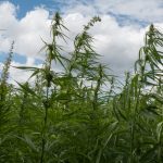 California Lawmakers Concerned That Legal Marijuana Rules Will Hurt Small Farms shutterstock 689245300 e1512508887463