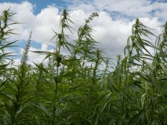 California Lawmakers Concerned That Legal Marijuana Rules Will Hurt Small Farms shutterstock 689245300 e1512508887463