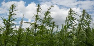 California Lawmakers Concerned That Legal Marijuana Rules Will Hurt Small Farms shutterstock 689245300 e1512508887463