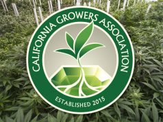 California Growers Association Files Lawsuit Against State Over Large Cannabis Farms
