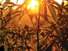 State of California Municipal Regulations Cannabis Farm 523881607 web