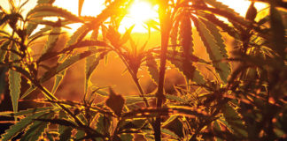 State of California Municipal Regulations Cannabis Farm 523881607 web