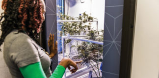 The Experience @ Seed & Smith Marijuana Dispensary Shakes up the Denver Marketplace Seed and Smith 6851 web