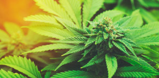 Summers International Cannabis Consultants Announce Opening