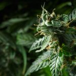 Vermont Governor Signs Bill to Legalize Recreational Marijuana shutterstock 402984364