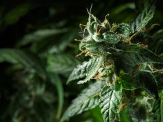 Vermont Governor Signs Bill to Legalize Recreational Marijuana shutterstock 402984364