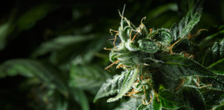 Vermont Governor Signs Bill to Legalize Recreational Marijuana shutterstock 402984364