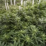 Canadian Company Aurora Cannabis Becomes World’s Largest Producer with Acquisition of CanniMed shutterstock 421629442