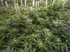 Canadian Company Aurora Cannabis Becomes World’s Largest Producer with Acquisition of CanniMed shutterstock 421629442