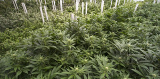 Canadian Company Aurora Cannabis Becomes World’s Largest Producer with Acquisition of CanniMed shutterstock 421629442