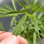 Another Poll Confirms Majority Support for Marijuana Legalization shutterstock 645046366