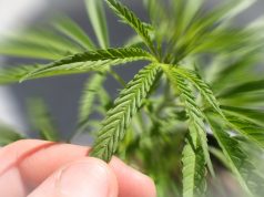 Another Poll Confirms Majority Support for Marijuana Legalization shutterstock 645046366