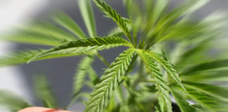 Another Poll Confirms Majority Support for Marijuana Legalization shutterstock 645046366