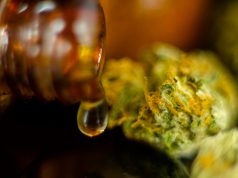 11-Year Old Girl in Illinois Allowed to Medicate With Marijuana on School Grounds shutterstock 777913861