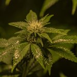 Marijuana Banking Bill Receives Support From 19 State Attorneys General shutterstock 778877140