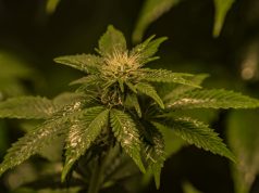 Marijuana Banking Bill Receives Support From 19 State Attorneys General shutterstock 778877140