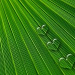 For Valentine’s Day, Cannabis Gifts that Cupid Could Love leaf 550448 640