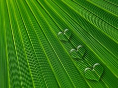 For Valentine’s Day, Cannabis Gifts that Cupid Could Love leaf 550448 640