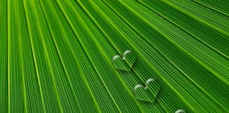 For Valentine’s Day, Cannabis Gifts that Cupid Could Love leaf 550448 640