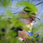 Life of a cannabis farmer. (Video)