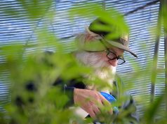 Life of a cannabis farmer. (Video)