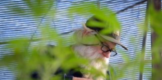 Life of a cannabis farmer. (Video)