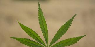 California Set to Become the Largest Cannabis Job Creator shutterstock 265318232