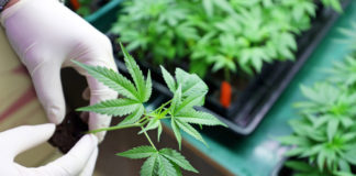 Federal Courts to Hear Lawsuits Challenging Trump Administration on Marijuana This Week shutterstock 501493168